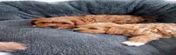 Cavapoo dogs for sale: Health tested cavapoos - Advert 3