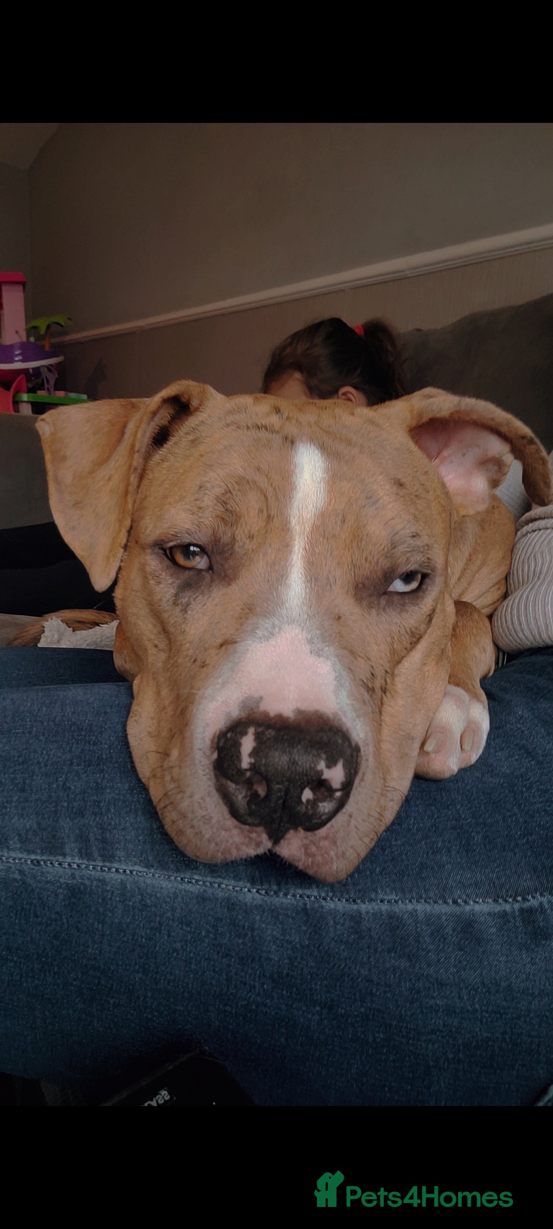 Mixed Breed dogs for sale: 1 year old - Advert 1