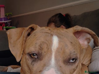 Mixed Breed dogs 1 year old - Advert 6