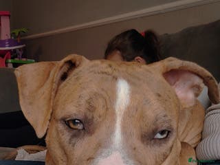 Mixed Breed dogs 1 year old - Advert 6