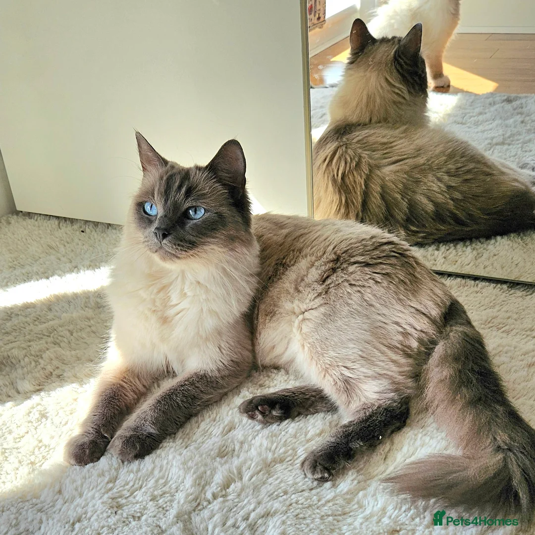 Ragdoll cats for sale: Stunning Ragdoll kittens  - Advert 2