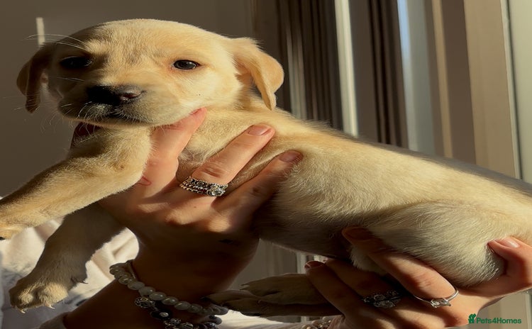 Labrador Retriever dogs - Advert 9
