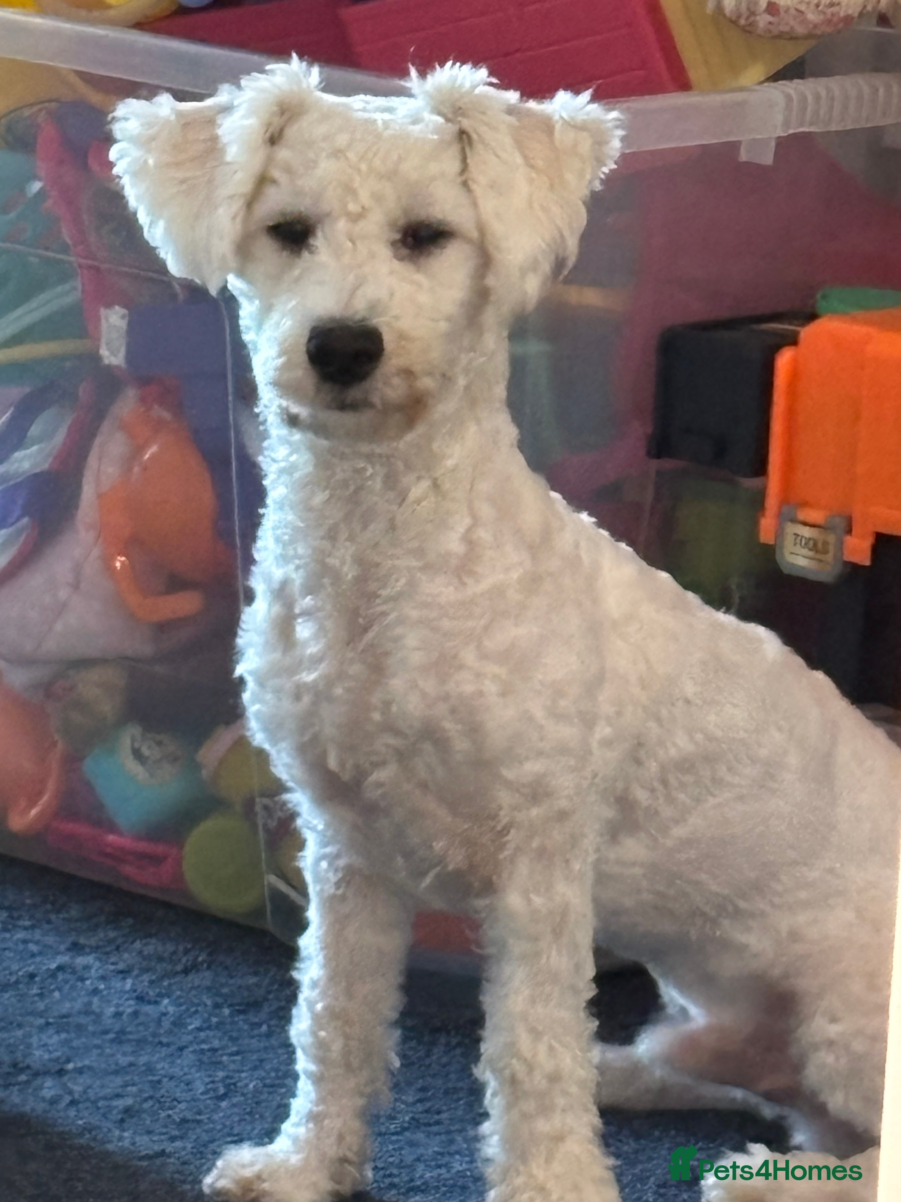 Bichon Frise dogs Bichon frise - Advert 1