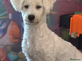 Bichon Frise dogs Bichon frise - Advert 10