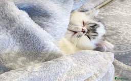 Persian cats for sale: Show Quality Champion Lines Boys For Sale 🏆  - Image 4
