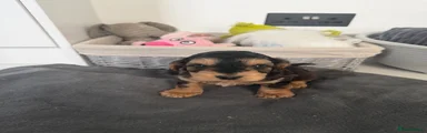 Cockapoo 2