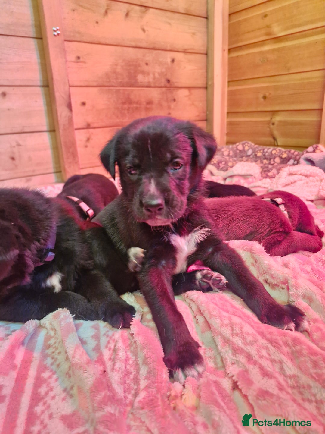Mixed Breed dogs for sale: 1 dalmatian shepherd left - Image 8