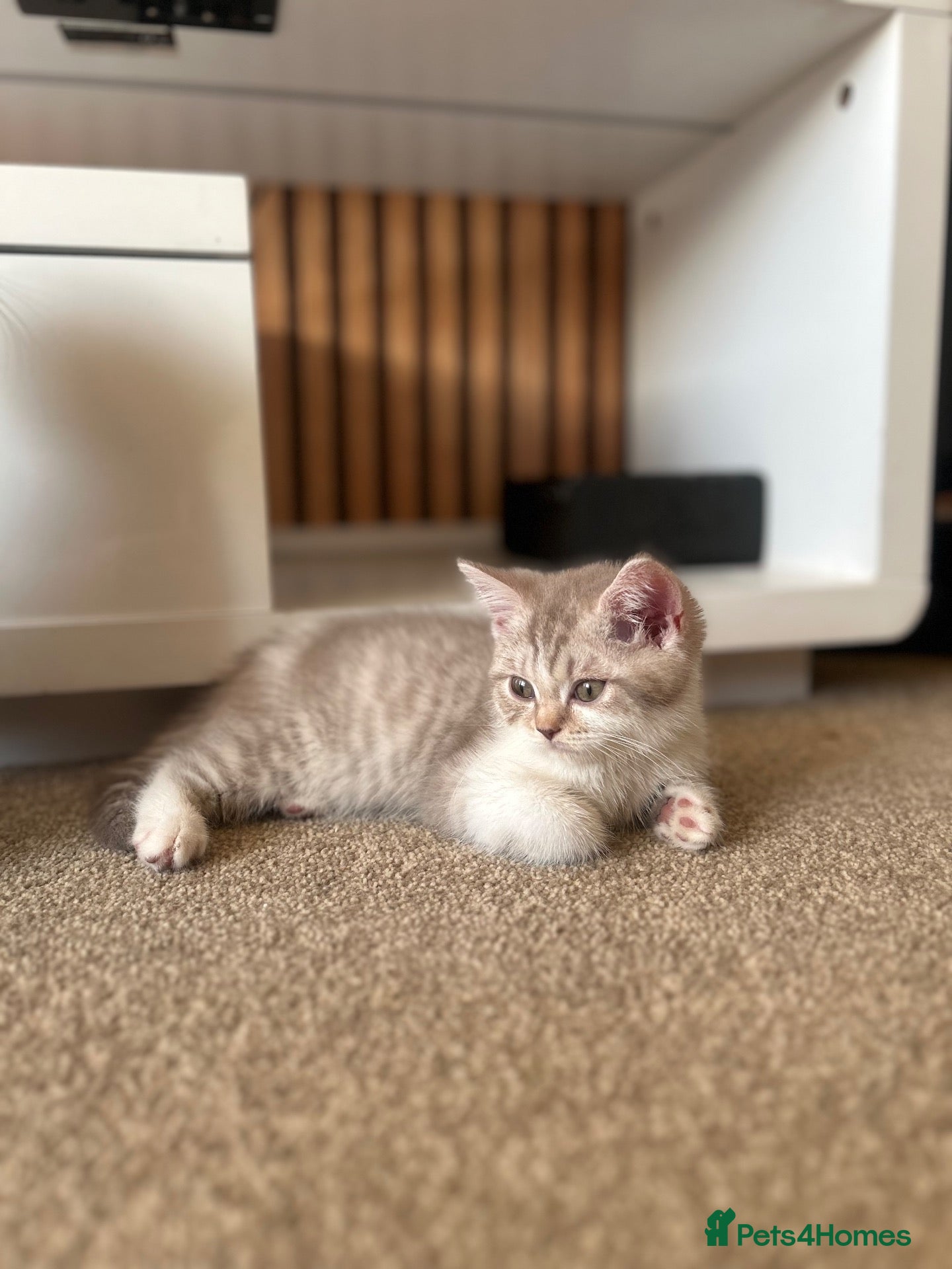 Scottish Fold cats For sale Scottish fold kitties  - Advert 1