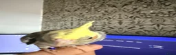Cockatiels birds for sale: Rehoming - Advert 4