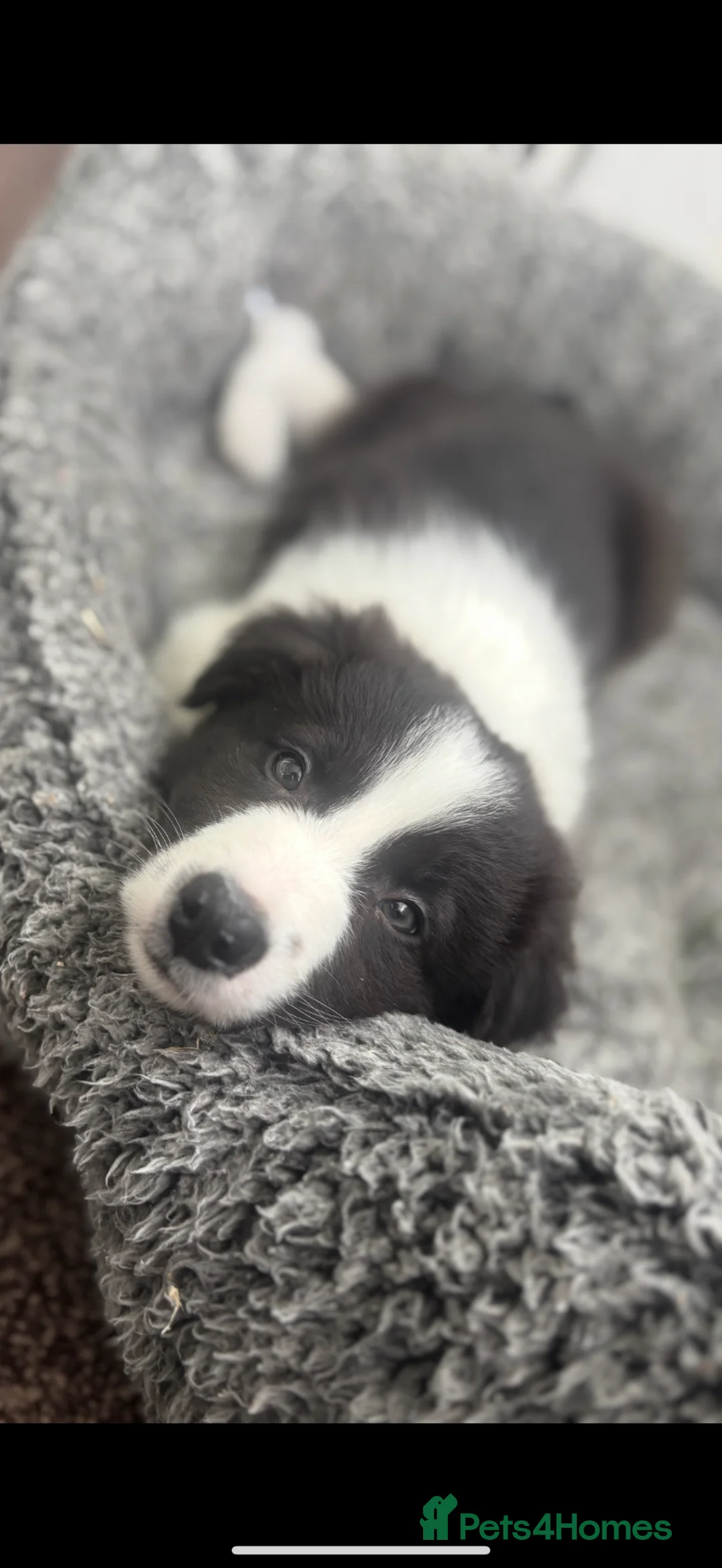 Border Collie dogs for sale: Male border collie puppy  - Advert 5