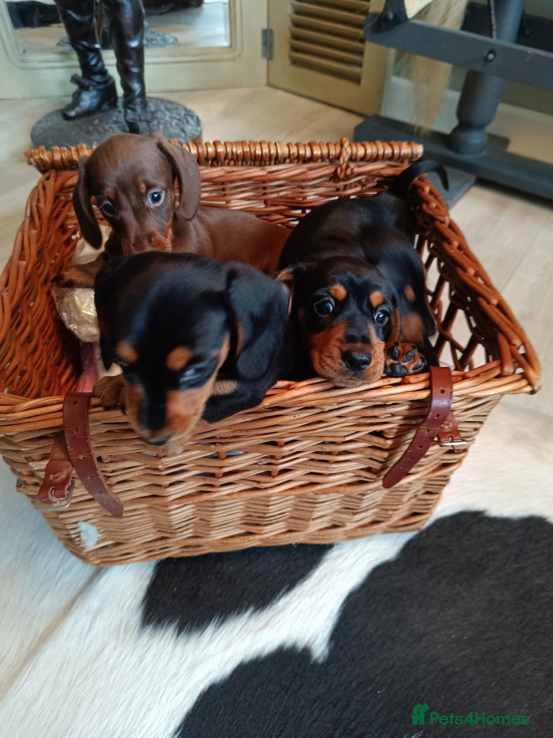 Miniature Dachshund dogs for sale: REDUCED. KC:reg Two Boys Smooth  - Image 9