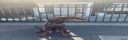 Dobermann dogs for sale: KC Registered Doberman | 91 Champions in Parents - Advert 6