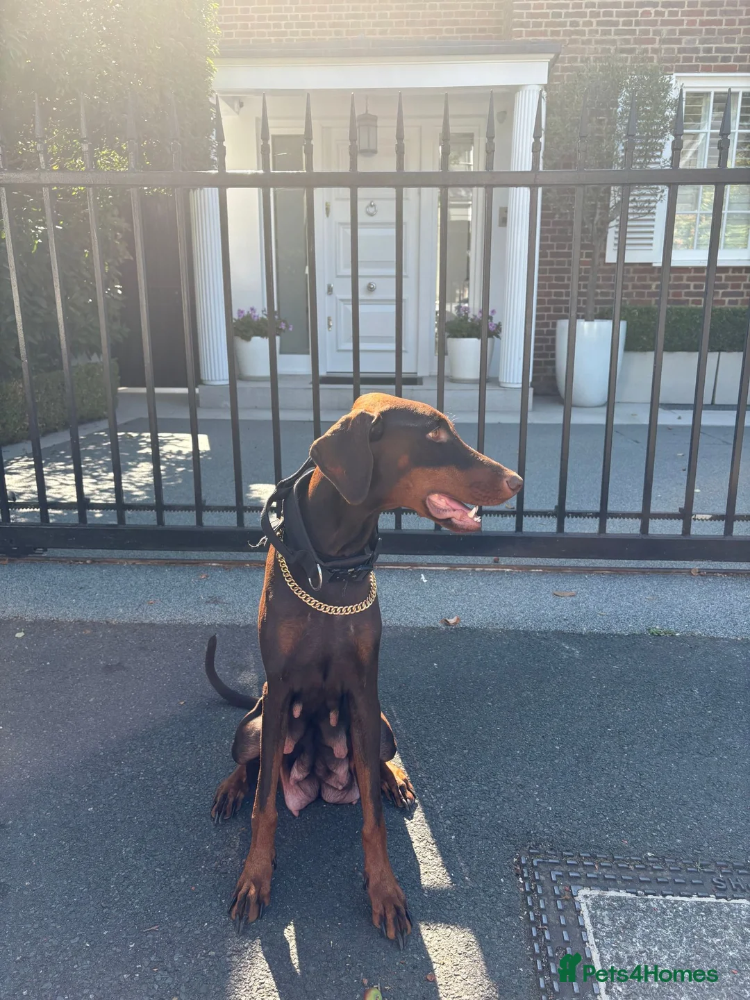 Dobermann dogs for sale: KC Registered Dobermans | 91 Champions in Parents - Advert 23
