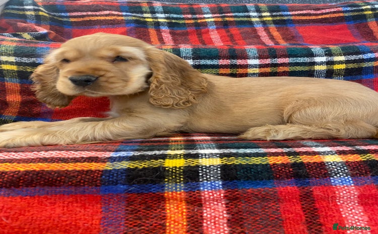 Cocker Spaniel dogs - Advert 2