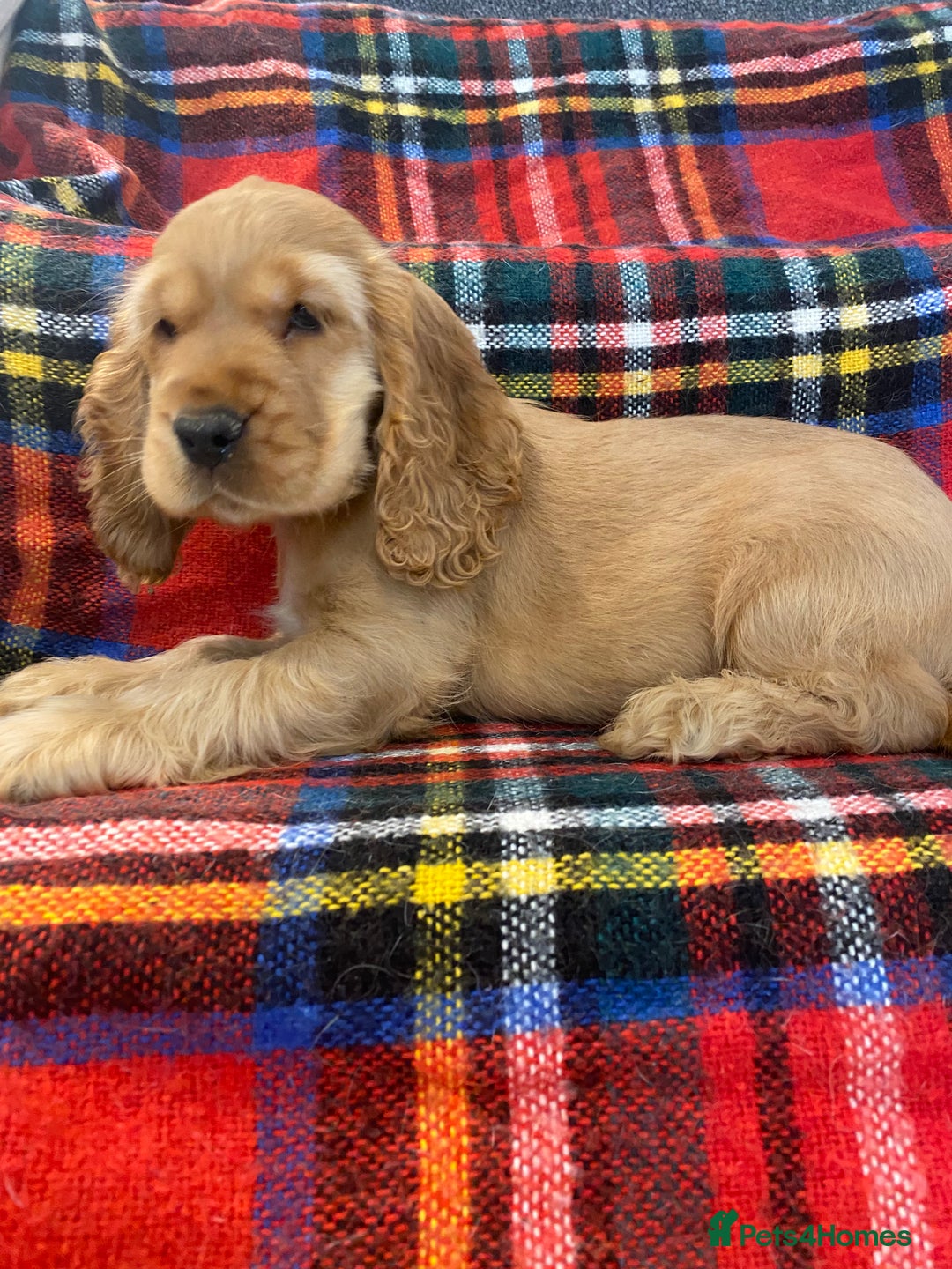 Cocker Spaniel dogs for sale: KC Reg Show Type Golden Cocker Spaniel puppies - Image 1