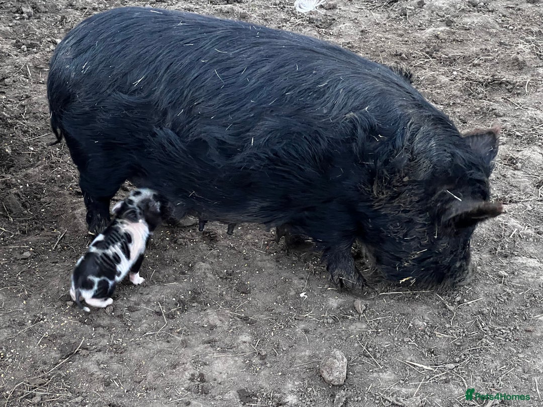 Pig livestock for sale: Kune kune cross boars, gilt and sow - Advert 13