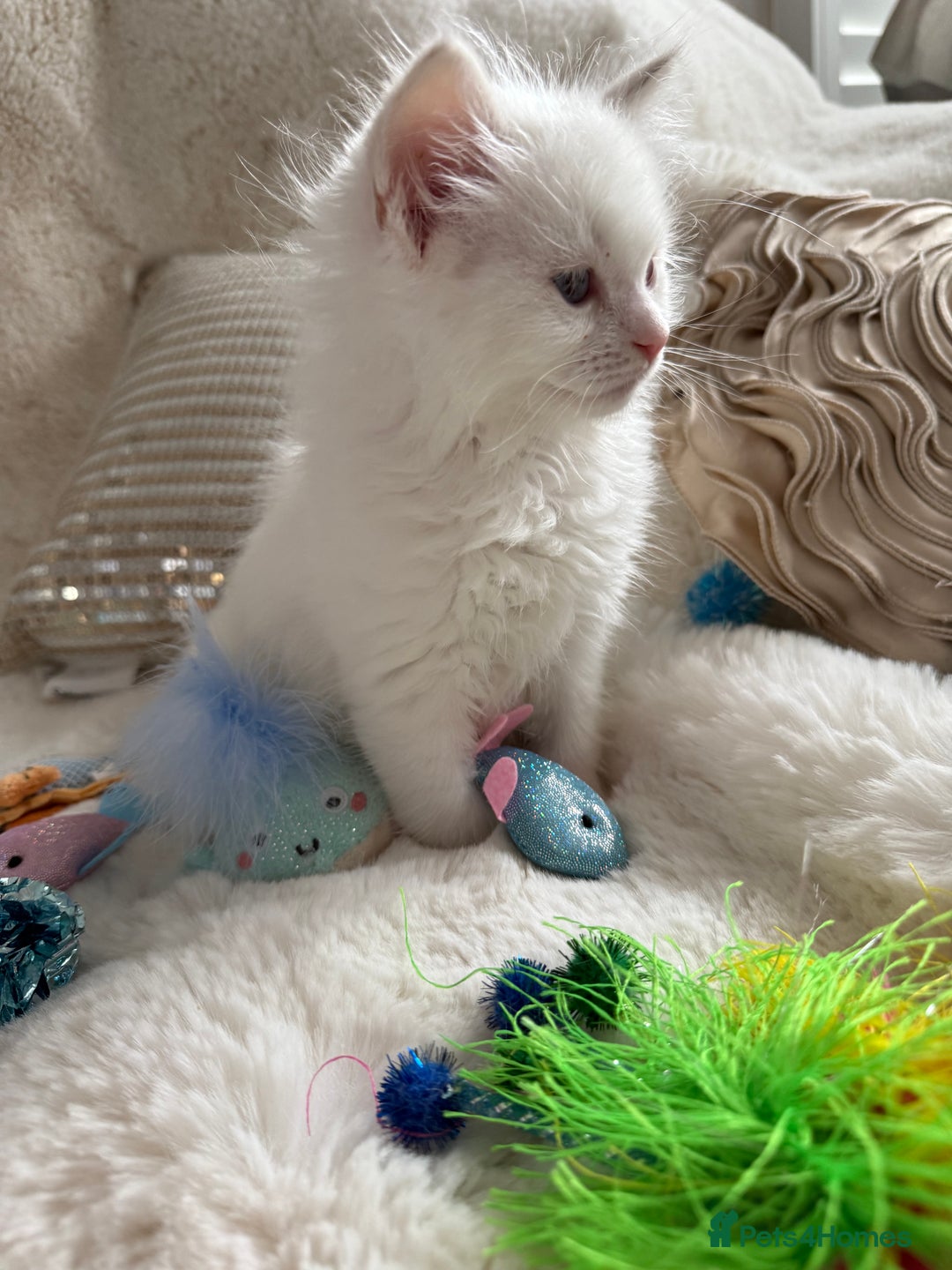 Ragdoll cats for sale: 💙🩷GCCF RAGDOLL KITTENS M&F 9WKS NEUT & SPAYED 🥇 - Image 24