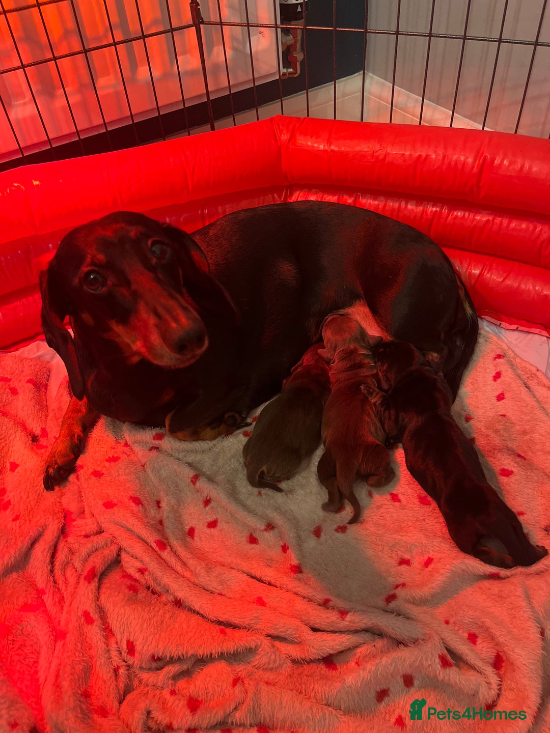 Miniature Dachshund dogs for sale: TWO LEFT KC REG Miniature Dachshunds! PEDIGREE - Advert 8