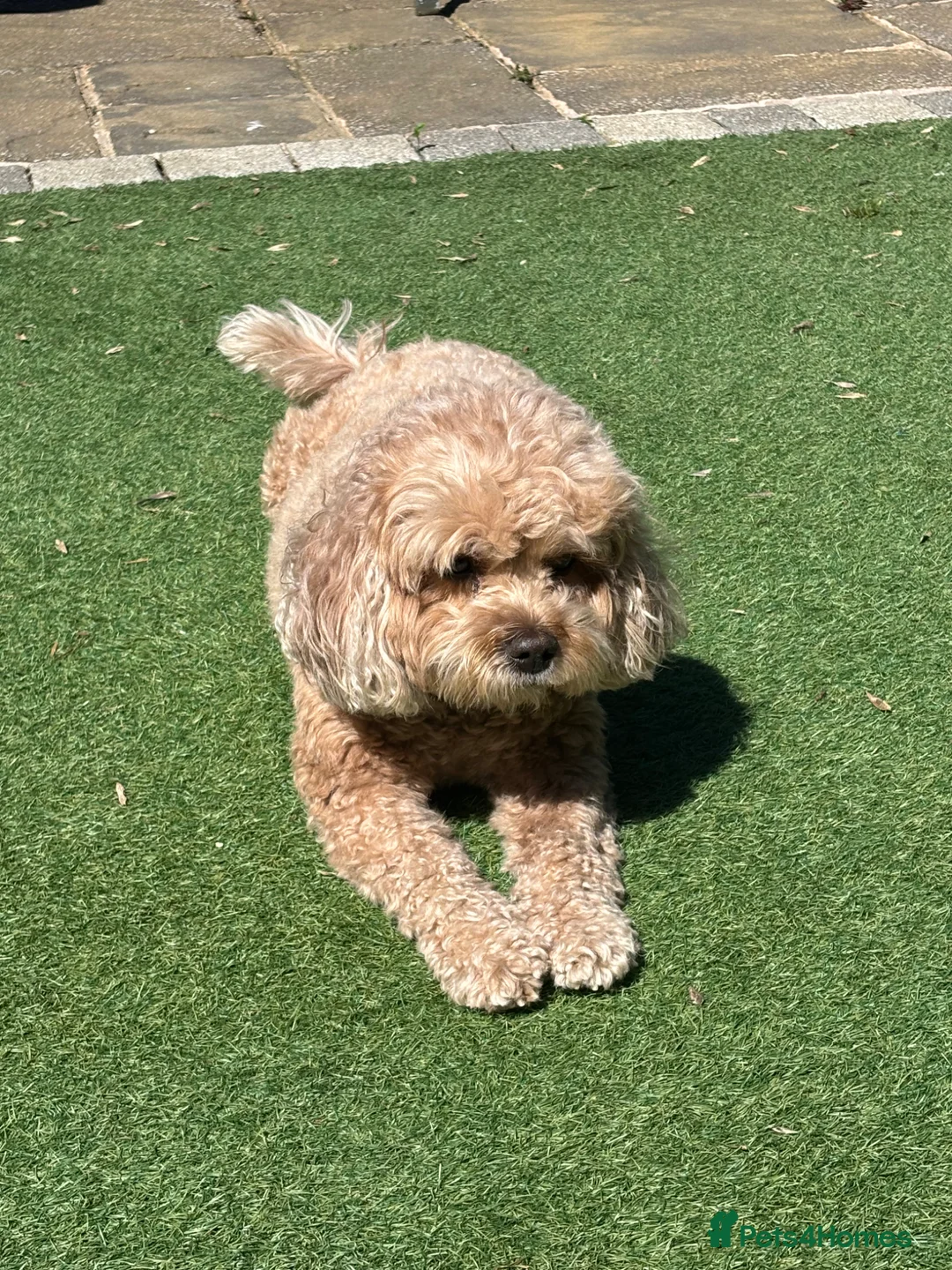 Cavapoo dogs for sale: Cavapoo F1B Beautiful puppies Due 20th June  - Advert 1