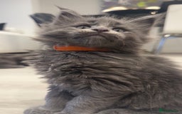 Maine Coon cats for sale: Beautiful GCCF registered main coon Kittens  - Image 4