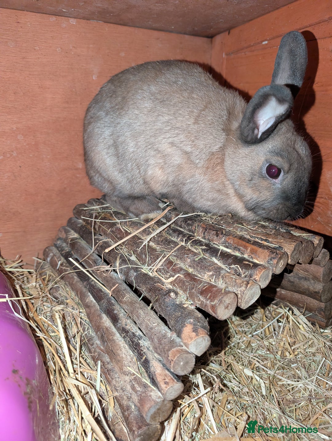 English rabbits for sale: Various Rabbits And Bunnies. Mixed Gender, colours - Advert 4