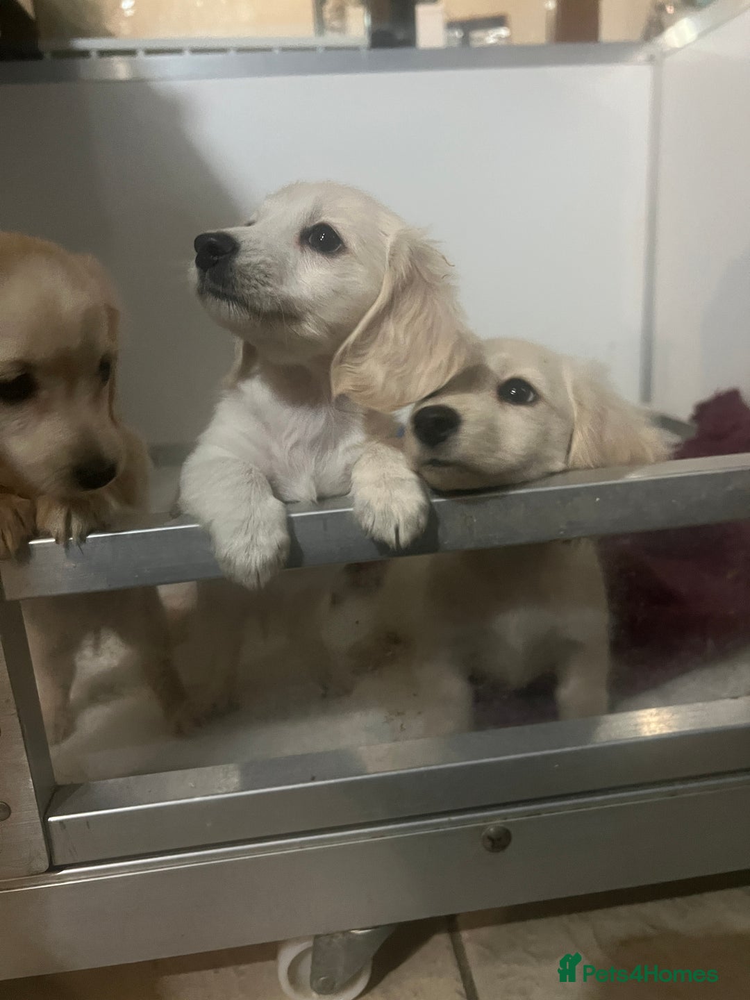 Miniature Dachshund dogs for sale: Very pale cream puppies available - Advert 10