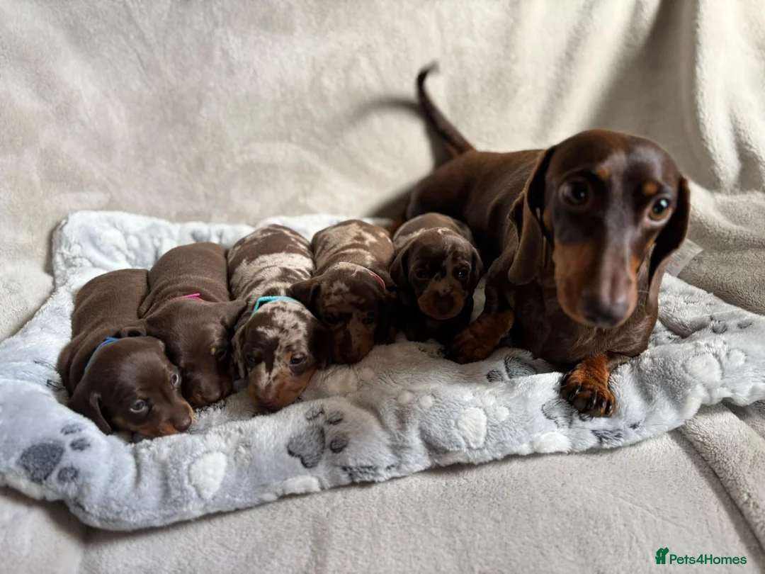 Miniature Dachshund dogs for sale: Short-haired miniature dachshund  in Tenby - Advert 1