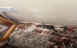 Domestic Shorthair cats for sale: 7 kittens ready to go 21 September  - Image 6