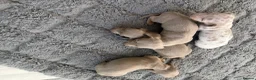 Miniature Dachshund dogs for sale: Miniature dachshund puppies  in Market Drayton - Advert 4