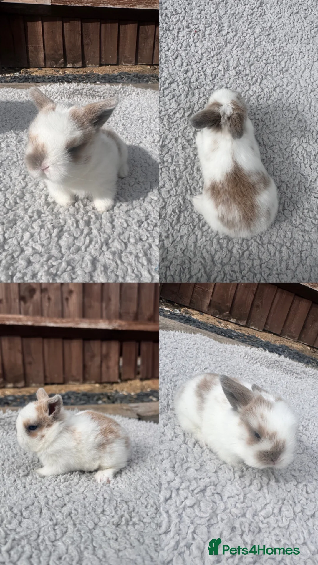 Mini Lop rabbits for sale: Pure bred mini lop bunnies  in Berkhamsted - Advert 2