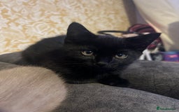 Ragdoll cats for sale: Ragdoll mix (available Now)  - Image 4