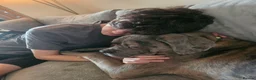 Cane Corso dogs for sale: Buster - Advert 3