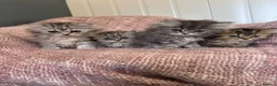 Persian cats for sale: Chinchilla Persian kittens doll face  - Advert 3