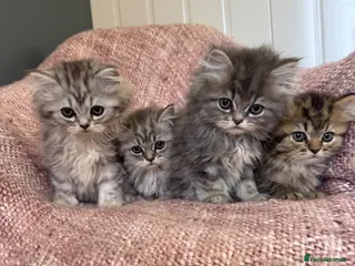 Persian cats Chinchilla Persian kittens doll face - Advert 14