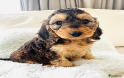 Cockapoo dogs for sale: F1 cockapoo puppies  - Image 9
