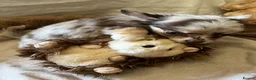 Chihuahua dogs for sale: Chihuahua puppies with blue and green eyes 2 m & 2 - Advert 4