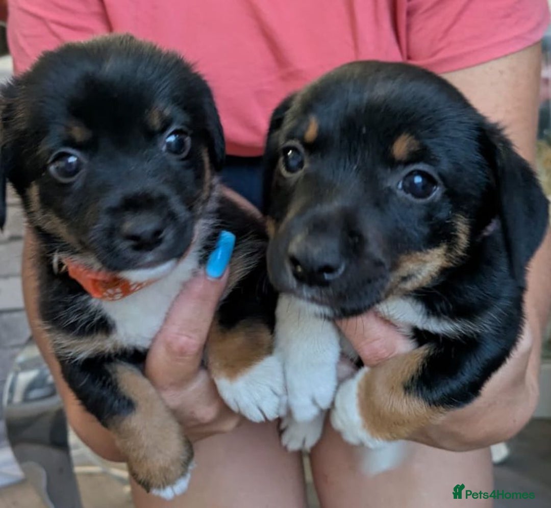 Jack Russell dogs for sale: Jack Russell puppies - Image 3