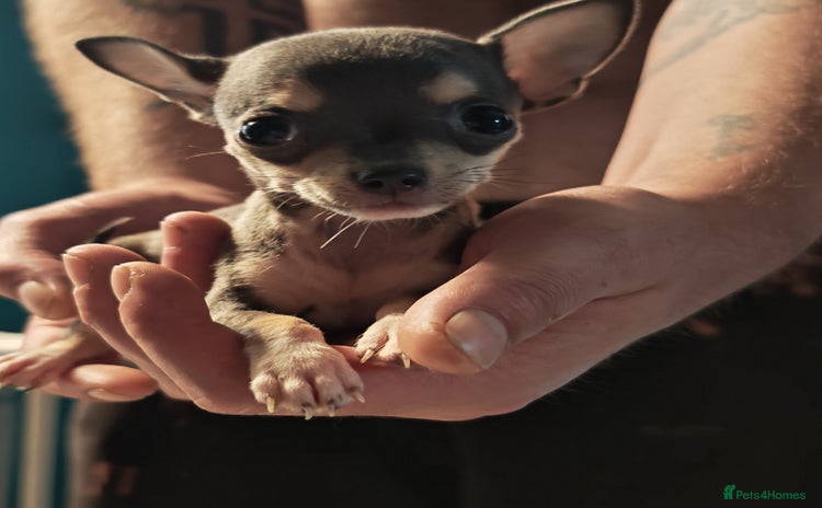 Chihuahua dogs - Advert 1