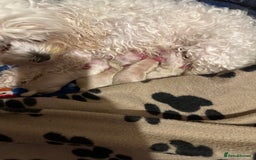 Maltese dogs for sale: Selling bichon Maltese 4 girls  - Image 5