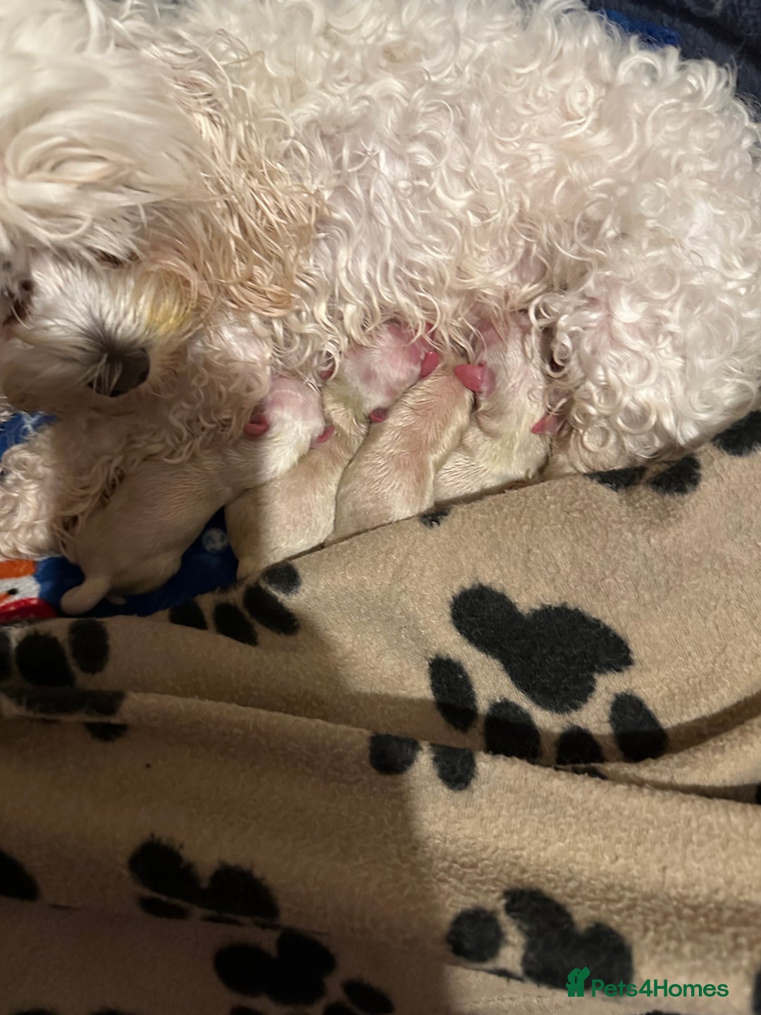 Maltese dogs for sale: Selling bichon Maltese 4 girls  - Image 5