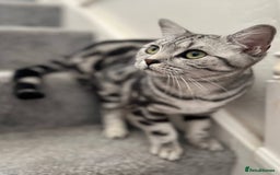 British Shorthair cats for sale: British short hair  black silver tabby girl - Image 3