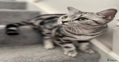 British Shorthair cats - Advert 4