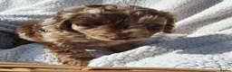 Cockapoo dogs for sale: 5 Loving cockapoos  - Advert 24