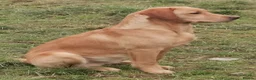 Springador dogs for sale: BEAUTIFUL SPRINGADOR PUPPIES - Advert 8