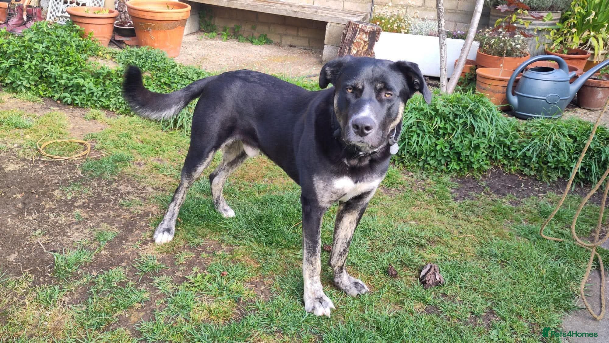 Mixed Breed dogs for adoption: BUSTER- quiet home wanted for sensitive young boy - Advert 2
