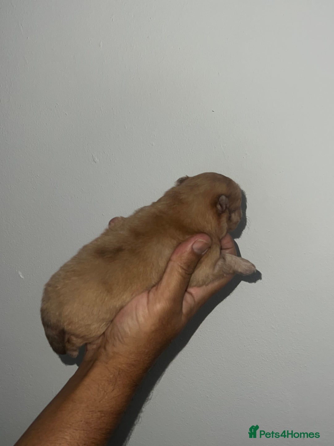 Pomeranian dogs for sale: Pomeranian puppy’s  - Image 11