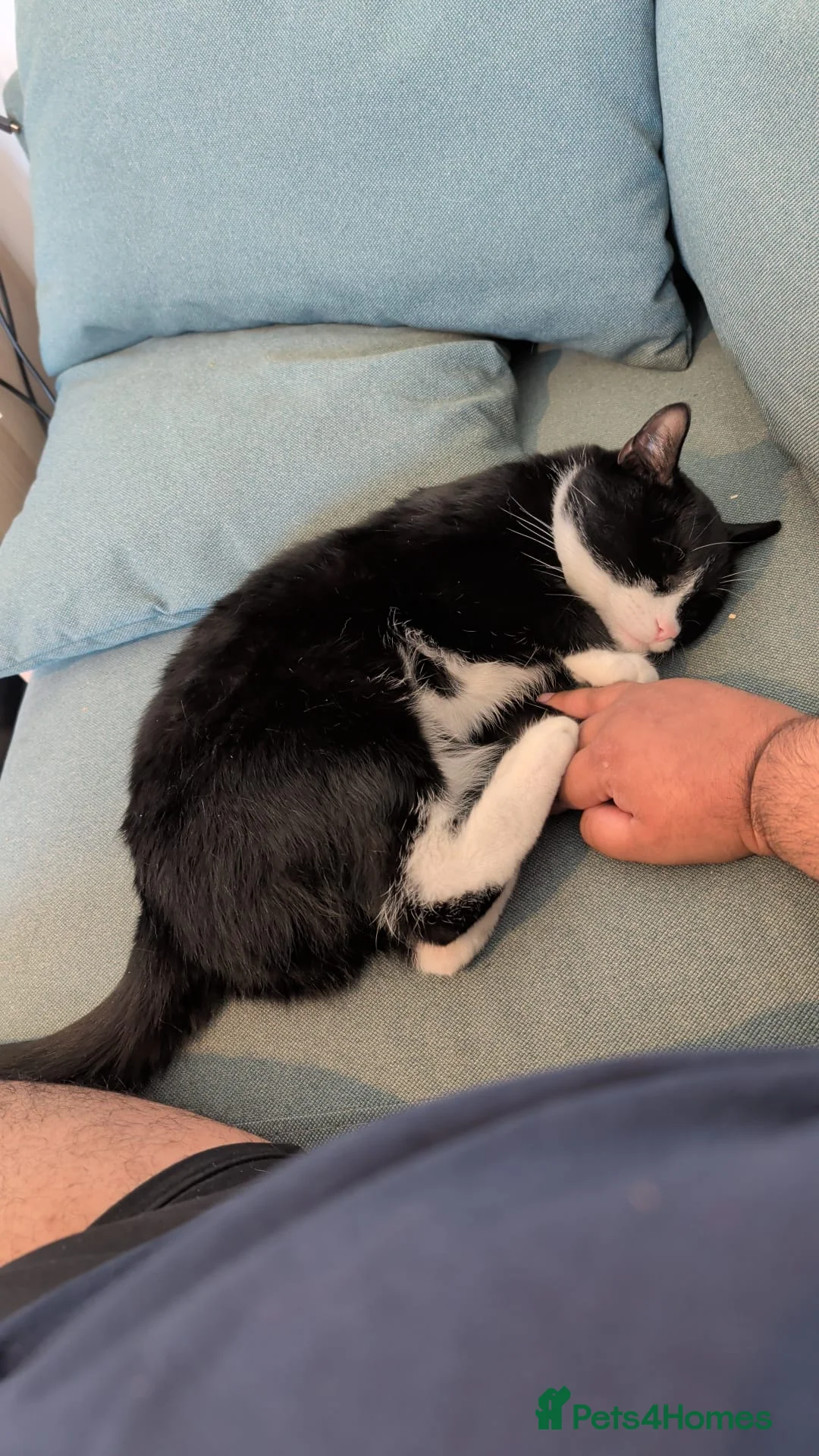 Mixed Breed cats for sale: FREE Choco seeks loving new home - Advert 2