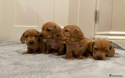 Miniature Dachshund dogs for sale: Beautiful miniature Dachshund puppies  - Image 8