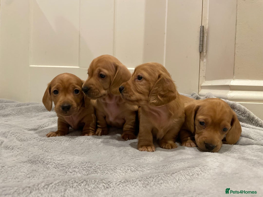 Miniature Dachshund dogs for sale: Beautiful miniature Dachshund puppies  - Image 8