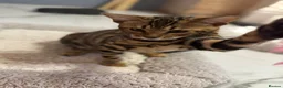 Bengal cats for sale: Beautiful Bengal Girl Kitten. Ready Now – TICA Reg - Advert 17